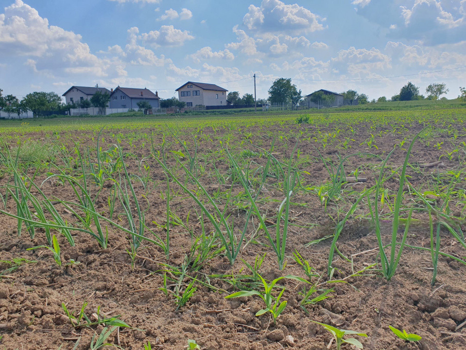 TEREN INTRAVILAN - MOARA VLASIEI