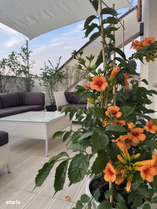 Penthouse cu 3 camere si terasa  -Timpuri Noi