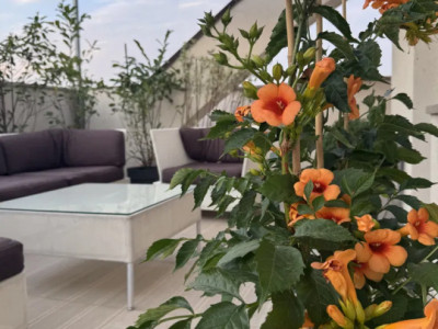 Penthouse cu 3 camere si terasa  -Timpuri Noi