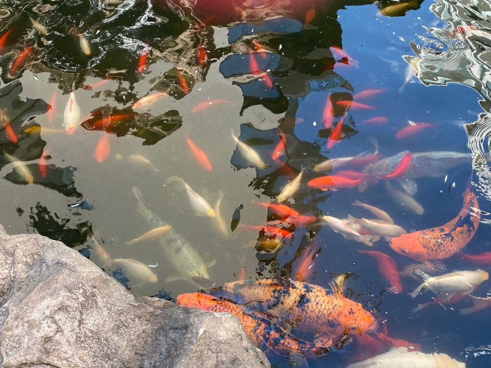  Studio Herăstrău Pet Friendly & Terasă Imensa 