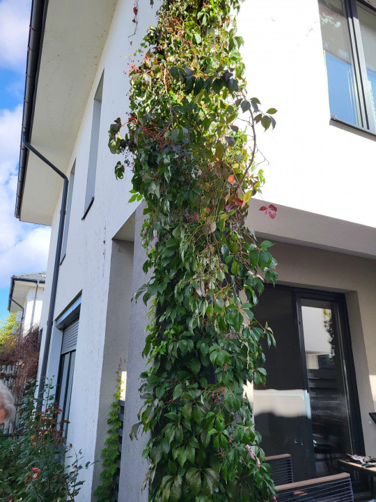 Casă Duplex de Închiriat Matei Millo, Pipera / Voluntari